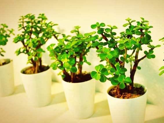 金枝玉叶 2023,时尚潮流与优雅生活的完美融合